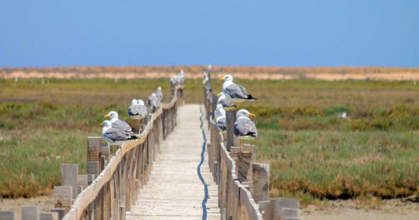 Oiseaux-marins-Iles-Kneiss Tunisie | Protection des îles Kneiss dans le golfe de Gabès