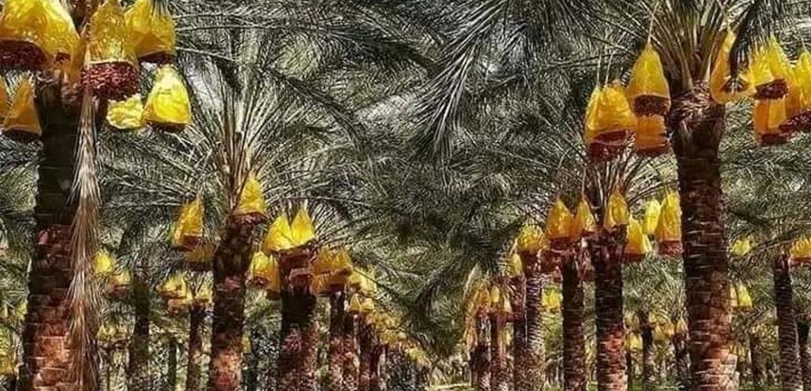 Palmiers-dattiers Tozeur | Financements italiens à des agriculteurs de Dhafria