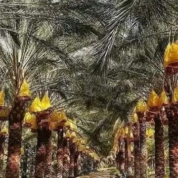 Tozeur | Financements italiens à des agriculteurs de Dhafria