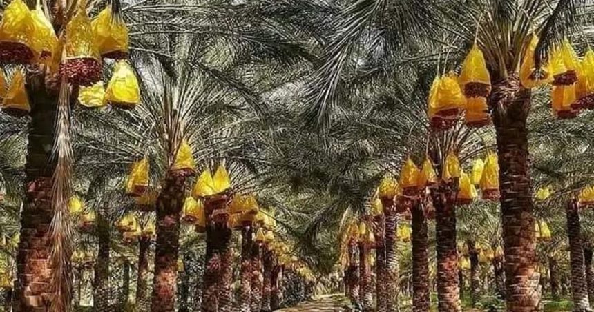 Palmiers-dattiers Tozeur | Financements italiens à des agriculteurs de Dhafria