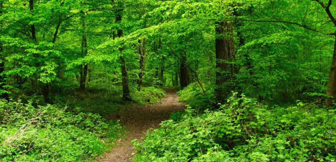 Piste-forestiere Ce que le biocentrisme nous apprend sur l’immortalité