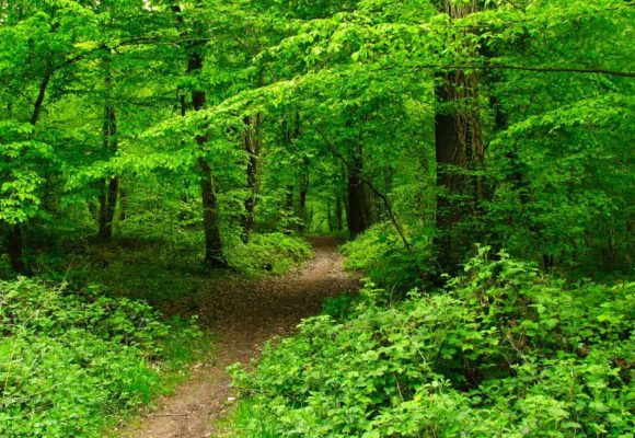 Piste-forestiere Ce que le biocentrisme nous apprend sur l’immortalité