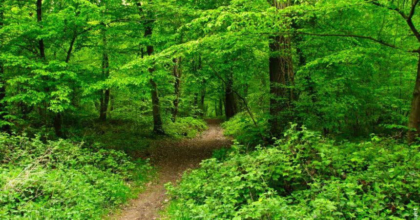 Piste-forestiere Ce que le biocentrisme nous apprend sur l’immortalité