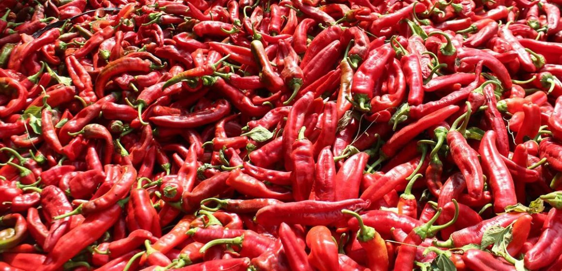 Agriculture | Le blues des producteurs de poivron rouge