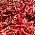Agriculture | Le blues des producteurs de poivron rouge