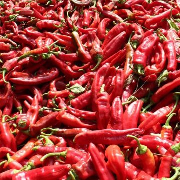Poivrons-rouges Agriculture | Le blues des producteurs de poivron rouge