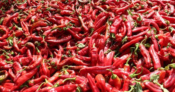 Agriculture | Le blues des producteurs de poivron rouge