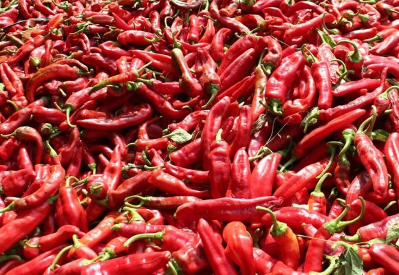 Agriculture | Le blues des producteurs de poivron rouge