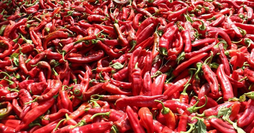 Agriculture | Le blues des producteurs de poivron rouge