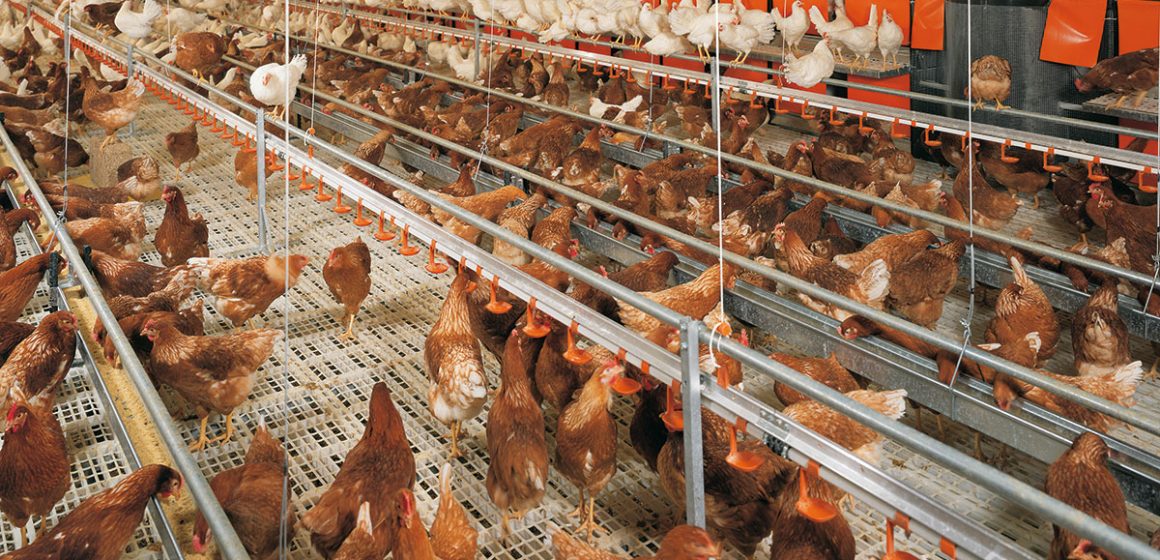 Poulailler Coupures électriques | Grosses pertes chez les industriels de la volaille