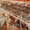 Coupures électriques | Grosses pertes chez les industriels de la volaille  