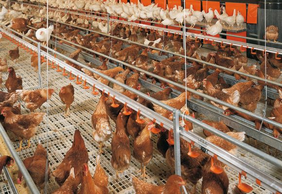 Poulailler Coupures électriques | Grosses pertes chez les industriels de la volaille