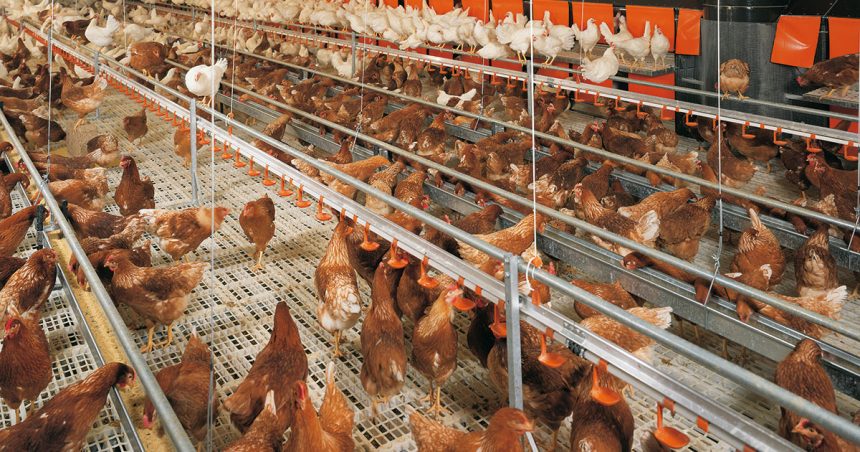 Poulailler Coupures électriques | Grosses pertes chez les industriels de la volaille