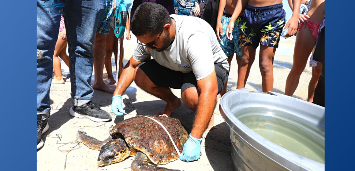 Monastir | « Yakine-Yassine », une tortue marine secourue et prise en charge par l&rsquo;INSTM