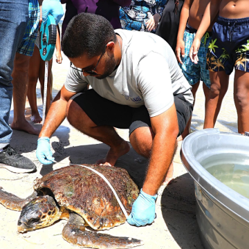 Yakine-Yassine tortue Monastir | « Yakine-Yassine », une tortue marine secourue et prise en charge par l’INSTM