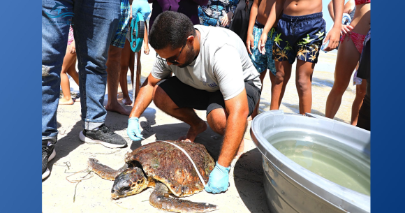Yakine-Yassine tortue Monastir | « Yakine-Yassine », une tortue marine secourue et prise en charge par l’INSTM