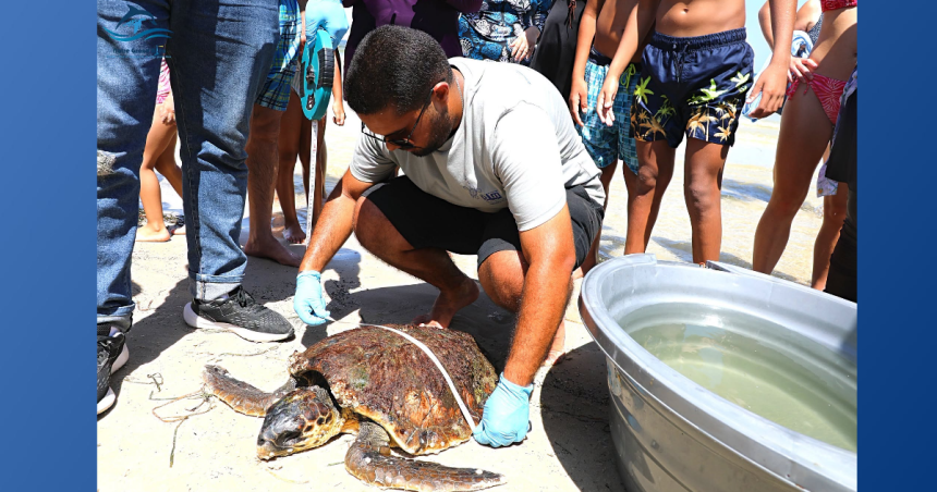 Yakine-Yassine tortue Monastir | « Yakine-Yassine », une tortue marine secourue et prise en charge par l’INSTM