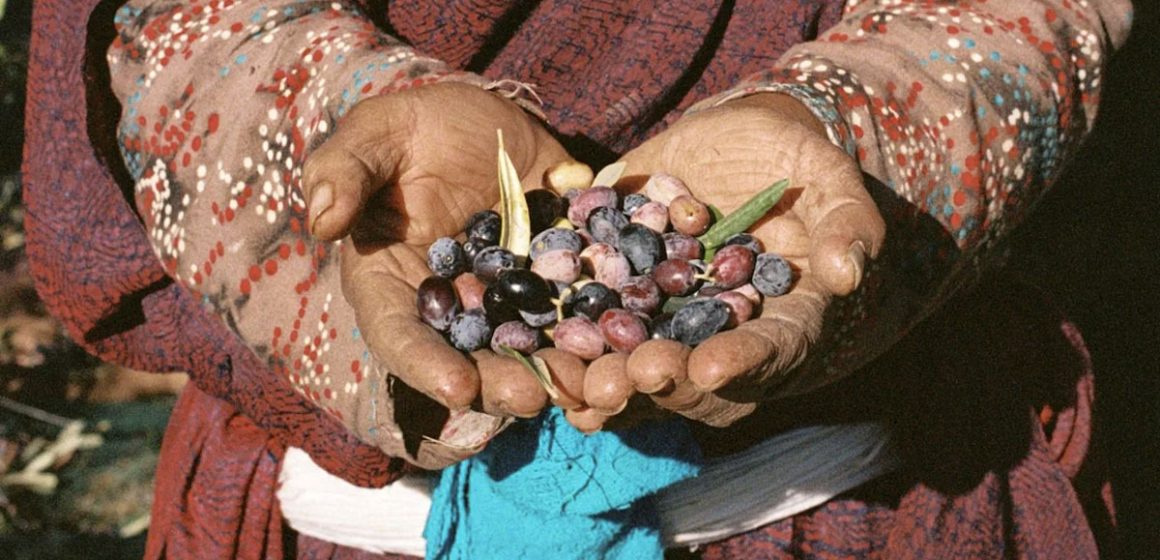 L’huile d’olive tunisienne doit monter en gamme