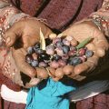 L’huile d’olive tunisienne doit monter en gamme