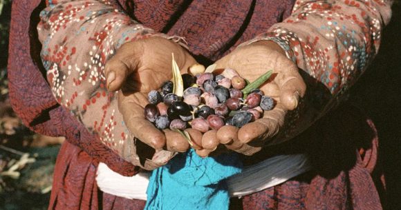 Olives-CNN L’huile d’olive tunisienne doit monter en gamme