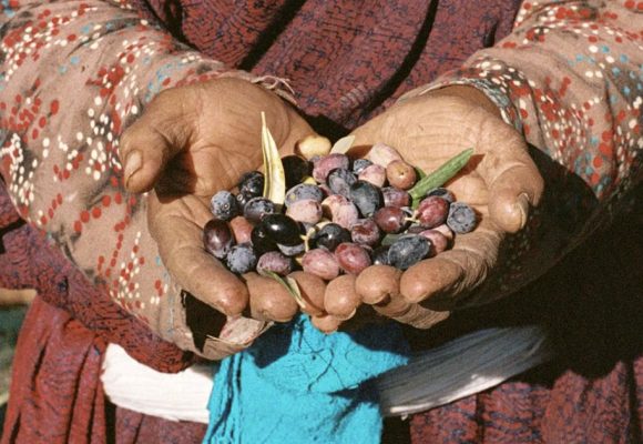 L’huile d’olive tunisienne doit monter en gamme