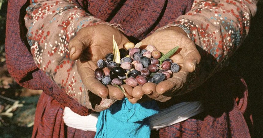 Olives-CNN L’huile d’olive tunisienne doit monter en gamme