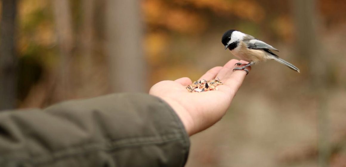 Bird-Watching A la recherche du bonheur en Tunisie