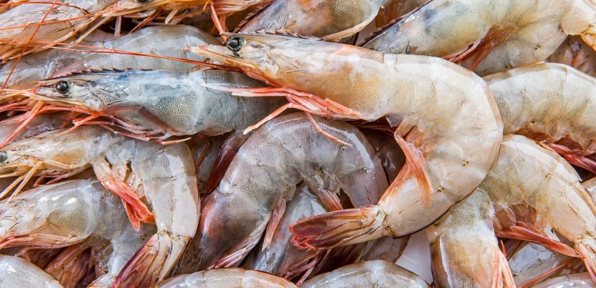 TunSea | Les crevettes blanches actuellement en vente en Tunisie sont saines  