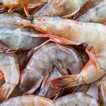 TunSea | Les crevettes blanches actuellement en vente en Tunisie sont saines  