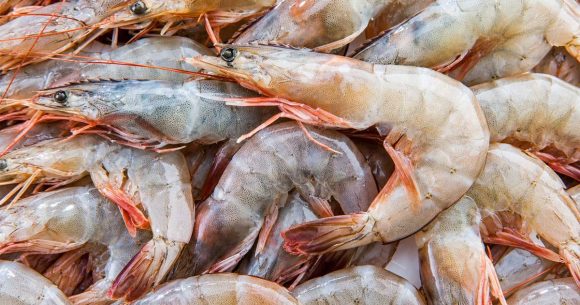 TunSea | Les crevettes blanches actuellement en vente en Tunisie sont saines  