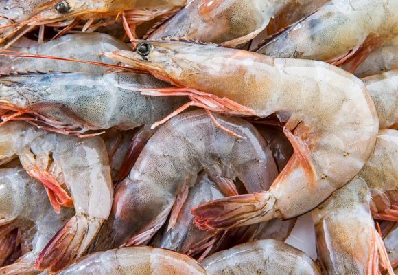 TunSea | Les crevettes blanches actuellement en vente en Tunisie sont saines  