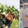 Dermafig donne une nouvelle vie à la figue de Barbarie tunisienne