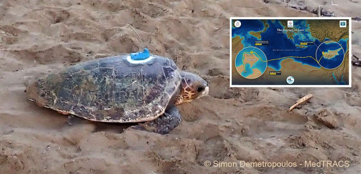 Le périple de la tortue «Lara» entre Chypre et Djerba