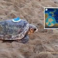 Le périple de la tortue «Lara» entre Chypre et Djerba