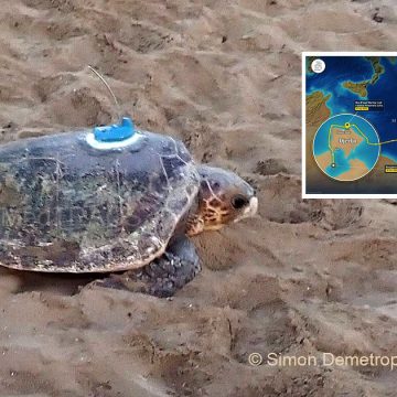 Tortue-Lara-Chypre-Djerba Le périple de la tortue «Lara» entre Chypre et Djerba
