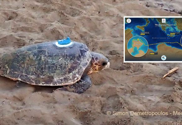 Le périple de la tortue «Lara» entre Chypre et Djerba