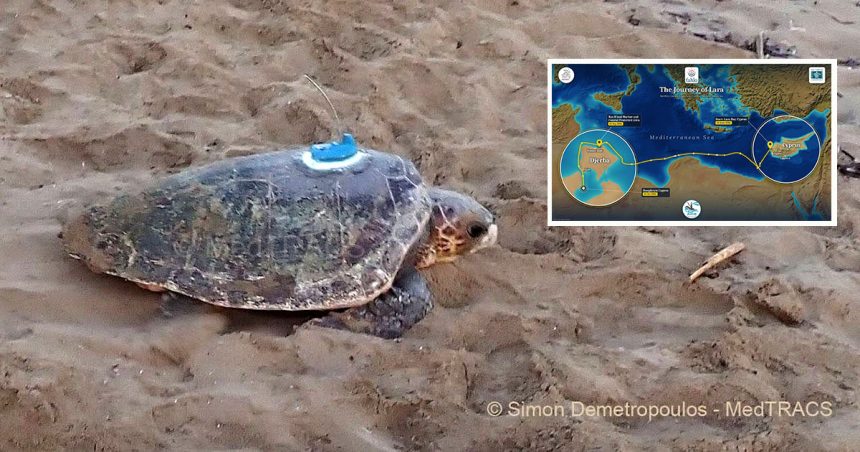 Le périple de la tortue «Lara» entre Chypre et Djerba