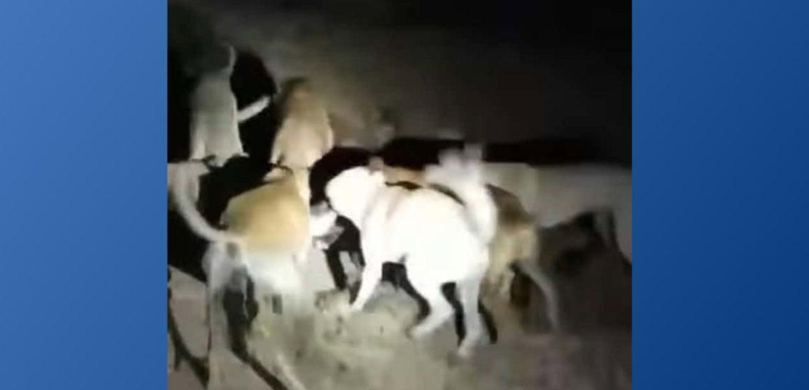 Cruauté animale | Une chatte livrée à des chiens, la justice se saisit de l&rsquo;affaire !