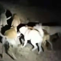 Cruauté animale | Une chatte livrée à des chiens, la justice se saisit de l&rsquo;affaire !