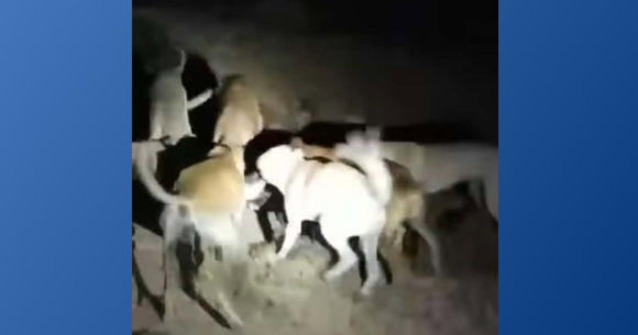 cruauté Cruauté animale | Une chatte livrée à des chiens, la justice se saisit de l’affaire !