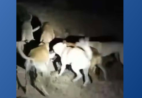 Cruauté animale | Une chatte livrée à des chiens, la justice se saisit de l&rsquo;affaire !