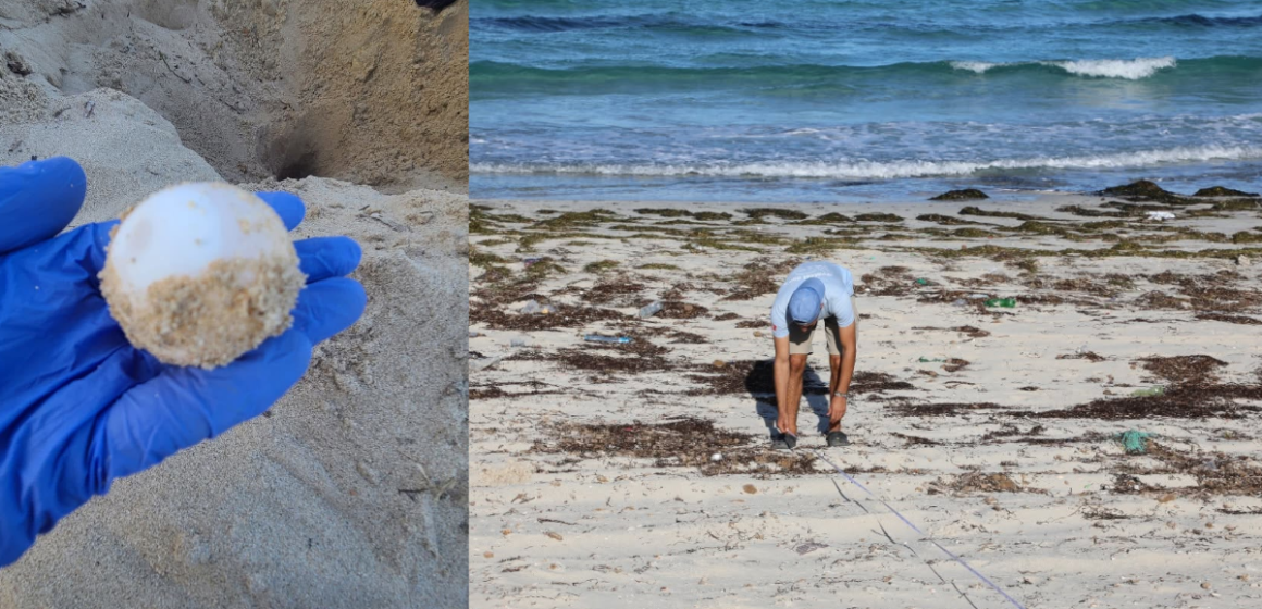 tortue verte Ponte d’une tortue verte à Mahdia | Un événement écologique rare sur les côtes tunisiennes
