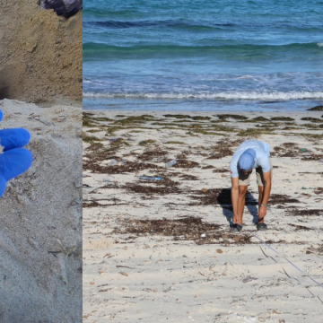 Ponte d&rsquo;une tortue verte à Mahdia | Un événement écologique rare sur les côtes tunisiennes