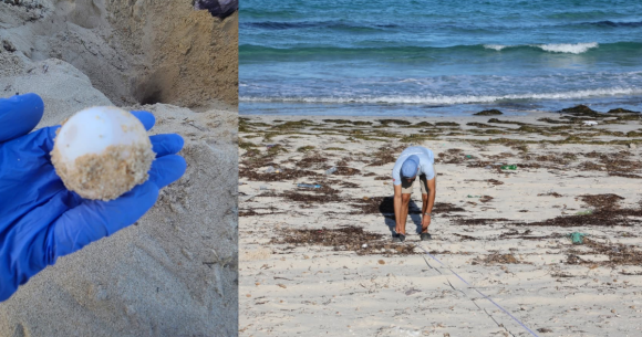 Ponte d&rsquo;une tortue verte à Mahdia | Un événement écologique rare sur les côtes tunisiennes