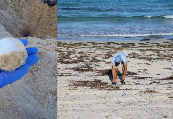 Ponte d&rsquo;une tortue verte à Mahdia | Un événement écologique rare sur les côtes tunisiennes